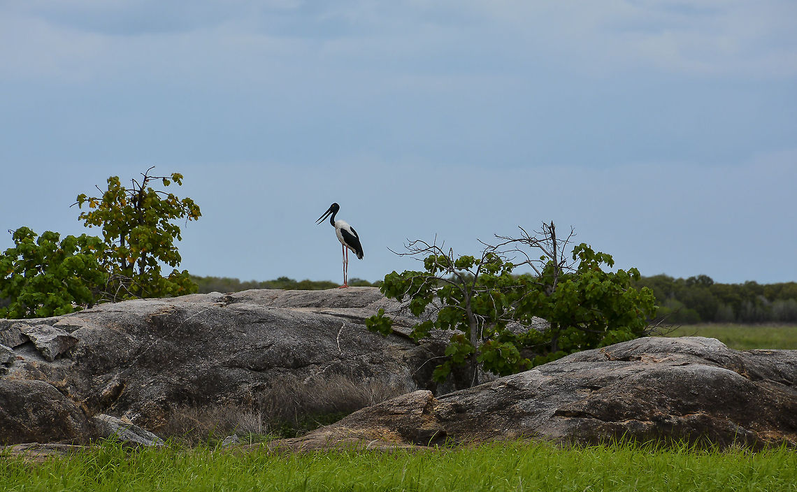 Queen of the rock Female Jabiru or the Black neck stork drying her feet.   Australia,Black-necked Stork,Ephippiorhynchus asiaticus,Geotagged,Jabiru,Jabiru mycteria,Spring