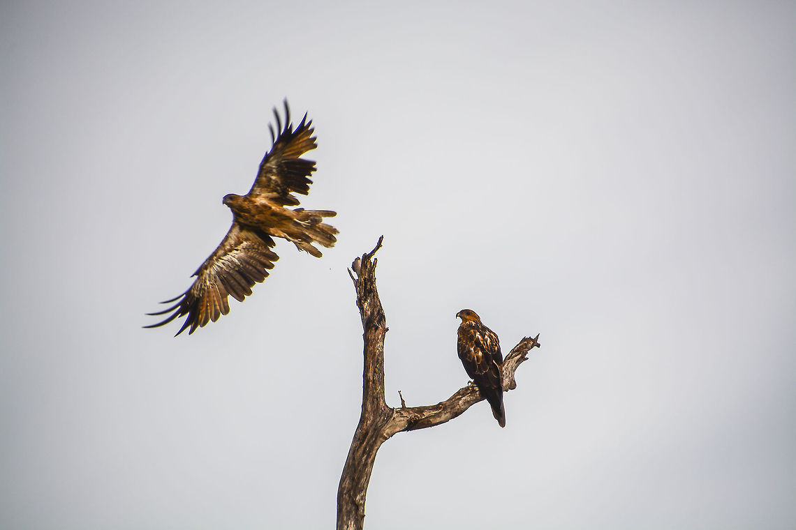 Outta Here  Australia,Geotagged,Haliastur sphenurus,Summer,Whistling Kite