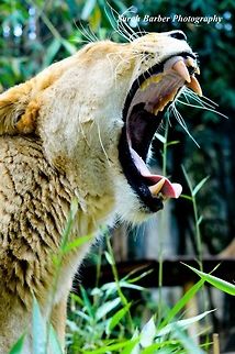 Tiger after eating was taken at a zoo. Panthera tigris,Tiger
