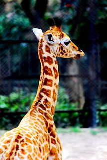 IMG_2033  Giraffa camelopardalis,Giraffe