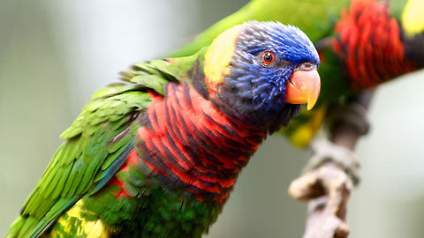 Rainbow Lorikeet (Perruche_australienne) Kuala Lumpur bird park Malaysia,Rainbow Lorikeet,Rainbow lorikeet,Trichoglossus haematodus,Trichoglossus moluccanus,oiseau,perruche