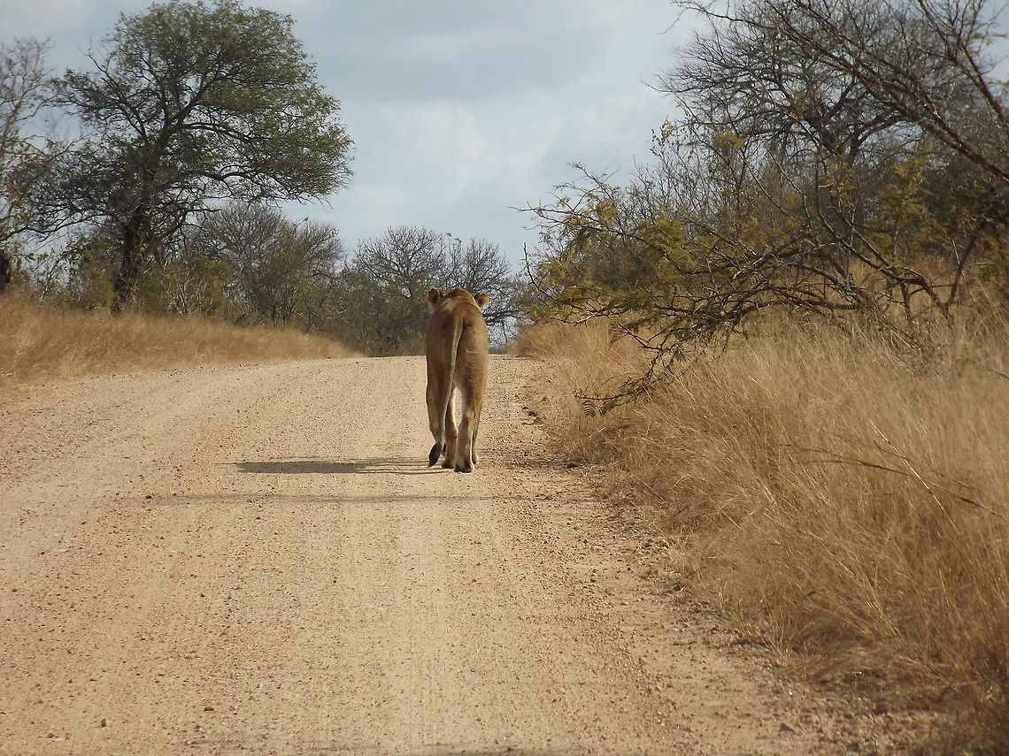 The road to survival We were driving in the Kruger when this lion appeared out of nowhere straight ahead of us. It walked past our car and shortly afterwards disappeared in the veld. It was during mid-morning so it was probably off to hunt.    Lion,Panthera leo