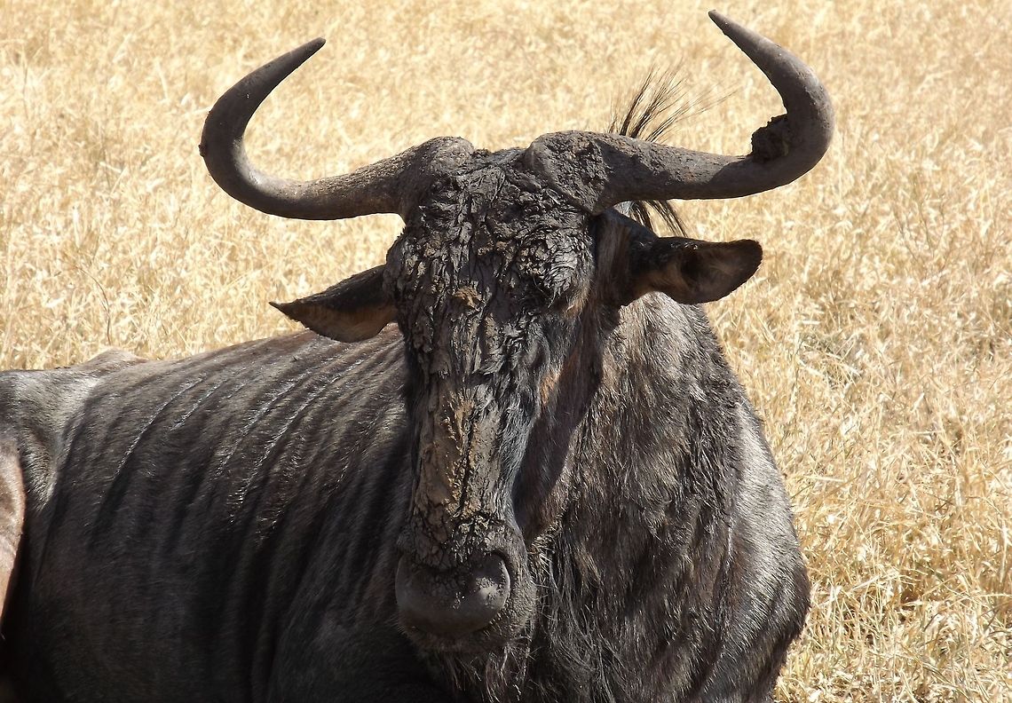 The Powerful Herbivore We came across a few of these impressive grazers resting in the sun in the Kruger park.