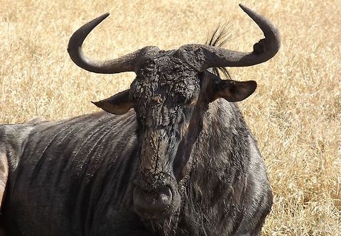 The Powerful Herbivore We came across a few of these impressive grazers resting in the sun in the Kruger park.