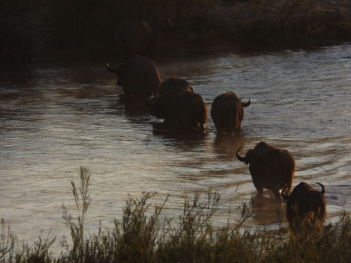 Buffalo crossing river As the sun went down the buffalo head back across the river.<br />
 African buffalo,Syncerus caffer