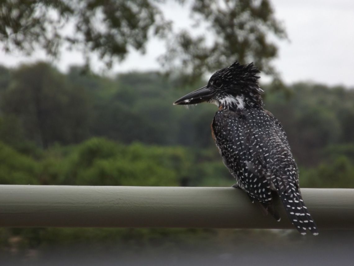Pied Kingfisher As we drove over a bridge in the Kruger Park this bird was just waiting to be photographed.