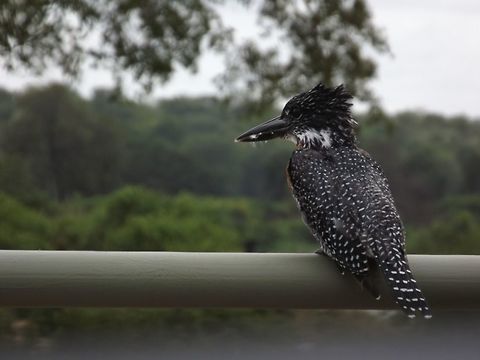 Pied Kingfisher As we drove over a bridge in the Kruger Park this bird was just waiting to be photographed.