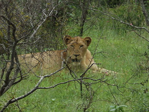 Who goes there? Taken at the Kruger park Lion,Panthera leo