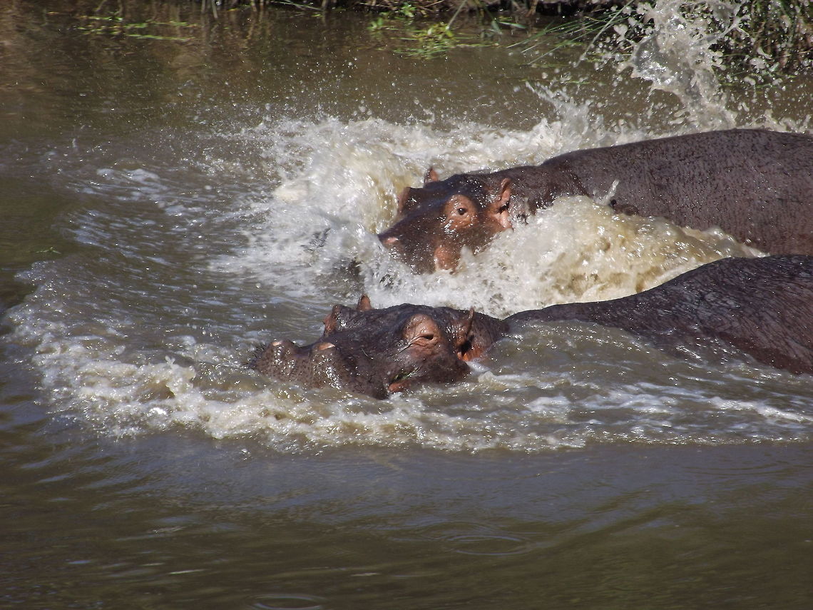 Hippos We watched these animals swimming in the dam from a hide at the Kruger Park.<br />
 Hippopotamus,Hippopotamus amphibius