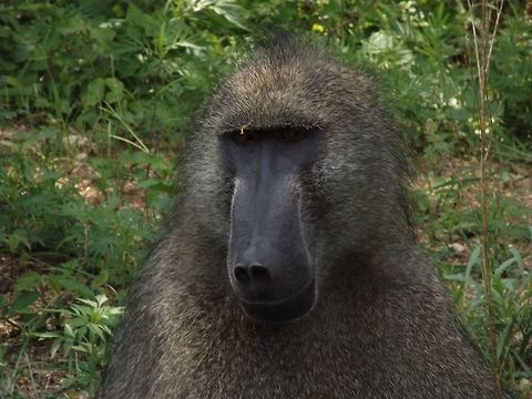 Baboon  Chacma baboon,Papio ursinus