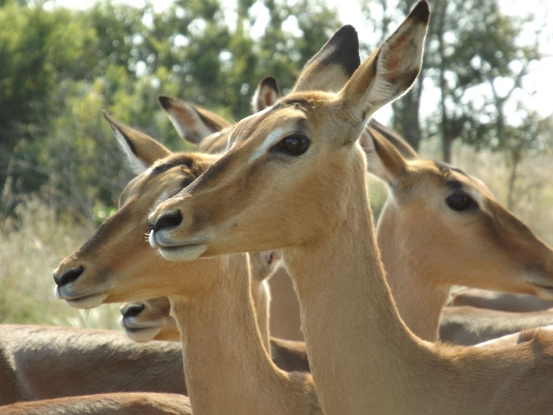 The Impala's Farewell This was the last picture I took as we headed out the Kruger Park after a short stay. A whole herd of Impala had &#039;gathered to say goodbye&#039;.  Aepyceros melampus,Impala