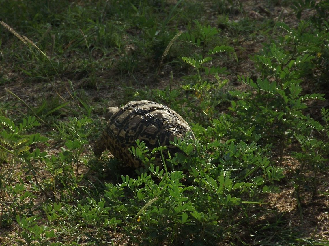 Tortoise  Leopard tortoise,Stigmochelys pardalis