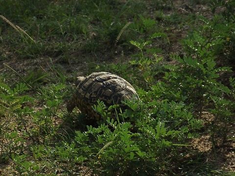 Tortoise  Leopard tortoise,Stigmochelys pardalis