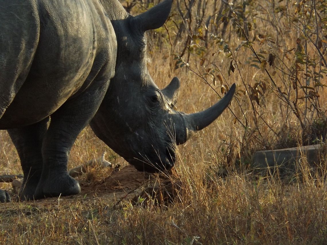 White Rhino  Ceratotherium simum,White rhinoceros