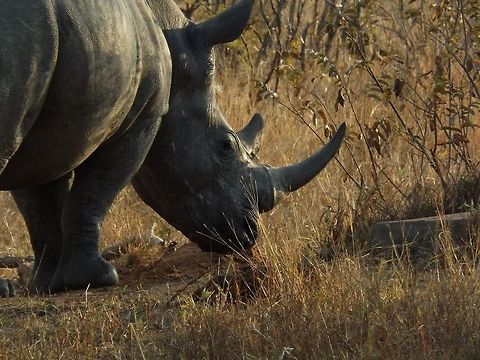 White Rhino  Ceratotherium simum,White rhinoceros