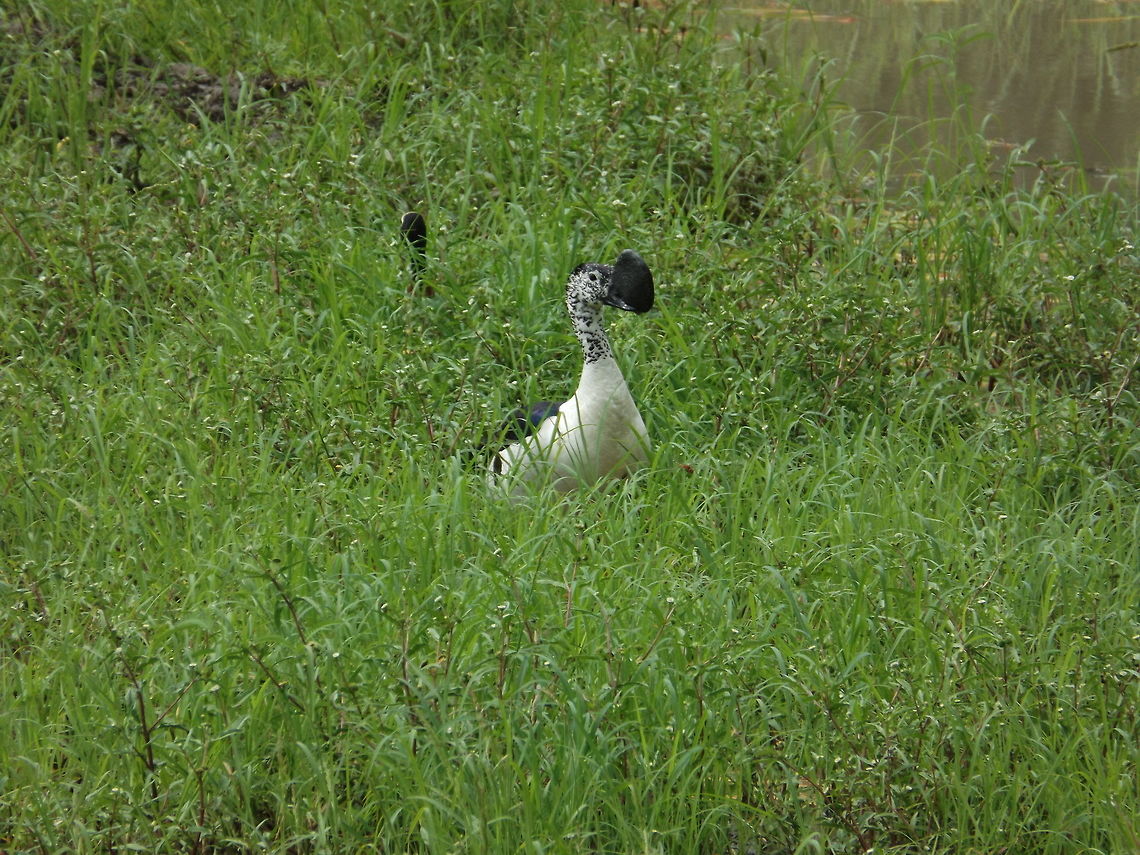 Comb Duck Watched &#039;hunting&#039; from hide in the Kruger Park.