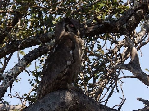 Spotted Eagle Owl  Bubo africanus,Spotted Eagle-Owl