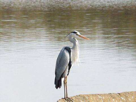 Grey Heron  Ardea cinerea,Grey Heron