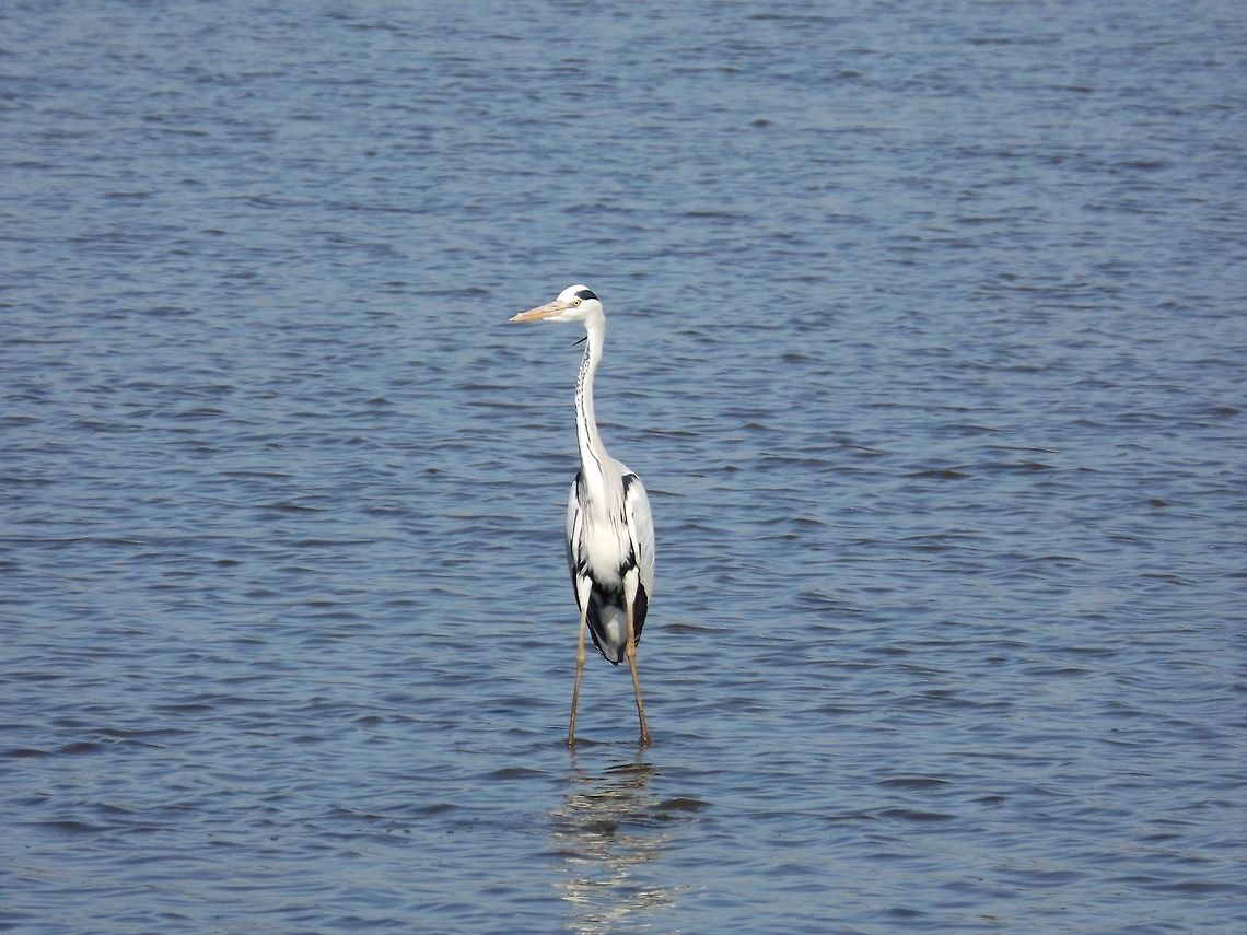 Surf the Hippos  Ardea cinerea,Grey Heron