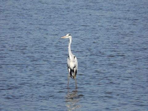 Surf the Hippos  Ardea cinerea,Grey Heron