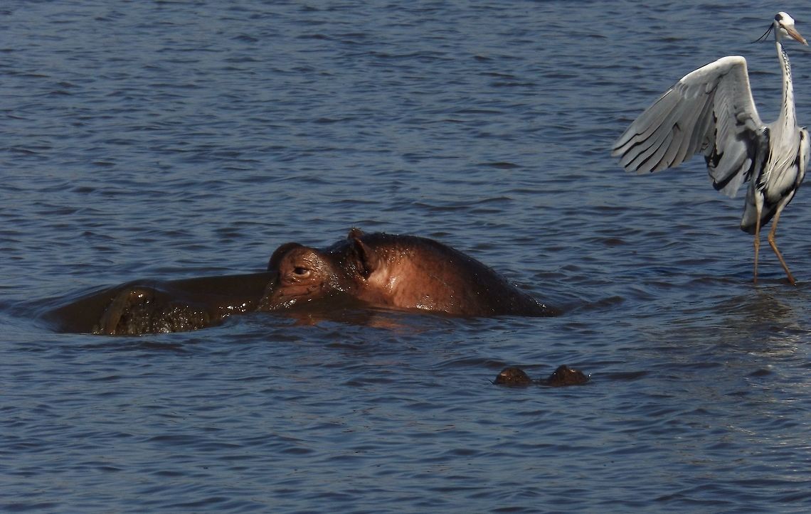 Steady There!  Hippopotamus,Hippopotamus amphibius