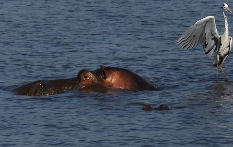 Steady There!  Hippopotamus,Hippopotamus amphibius