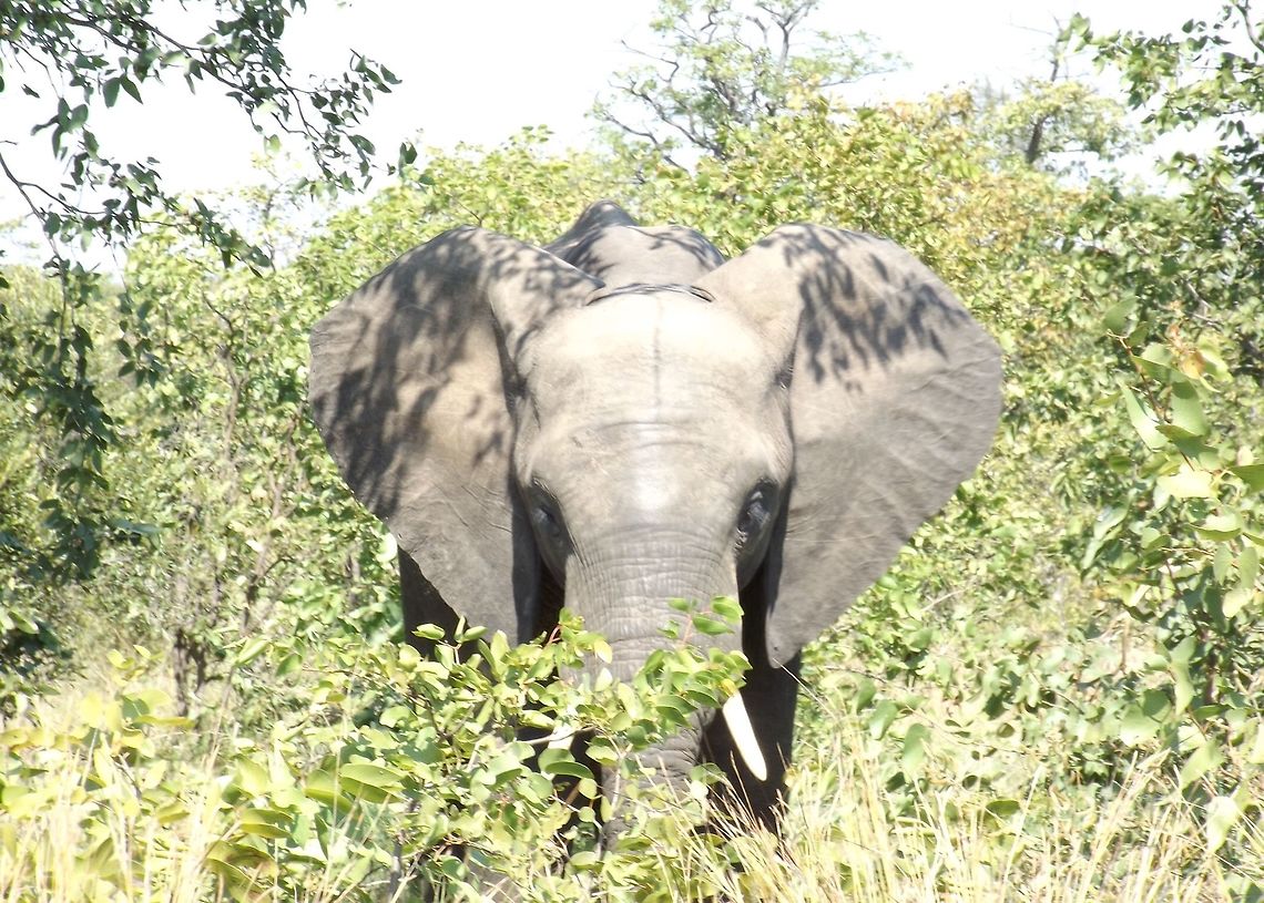 Elephant  African bush elephant,Loxodonta africana