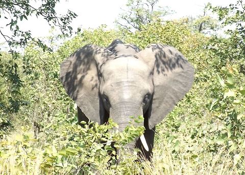 Elephant  African bush elephant,Loxodonta africana