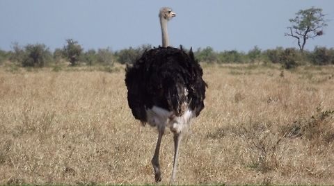 Ostrich on a journey  Ostrich,Struthio camelus