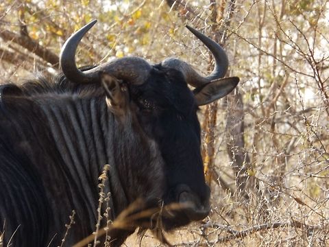 Wildebeest  Blue wildebeest,Connochaetes taurinus