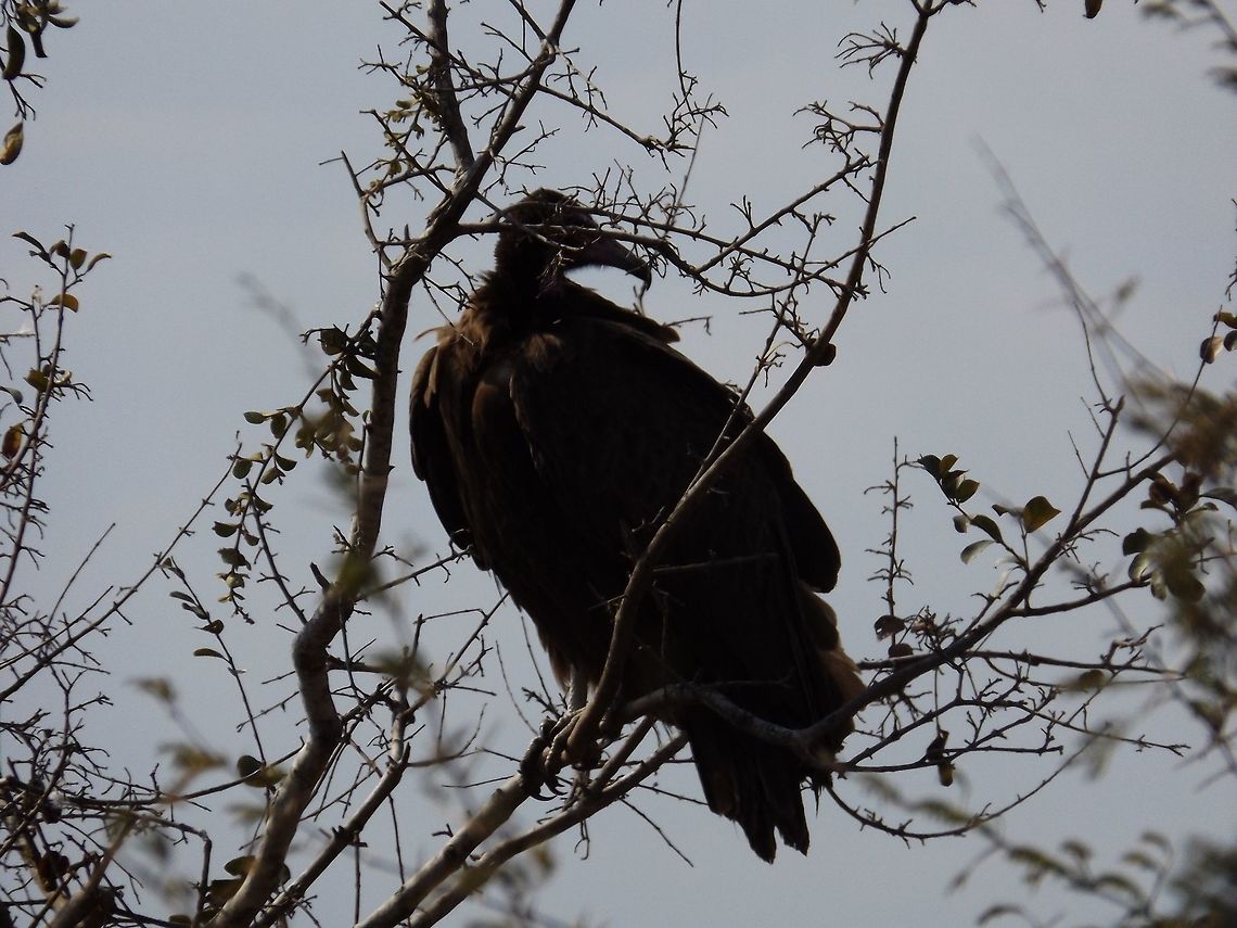 Vulture  Lappet-faced Vulture,Torgos tracheliotos