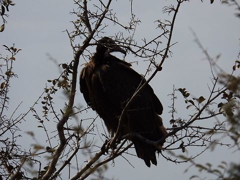 Vulture  Lappet-faced Vulture,Torgos tracheliotos