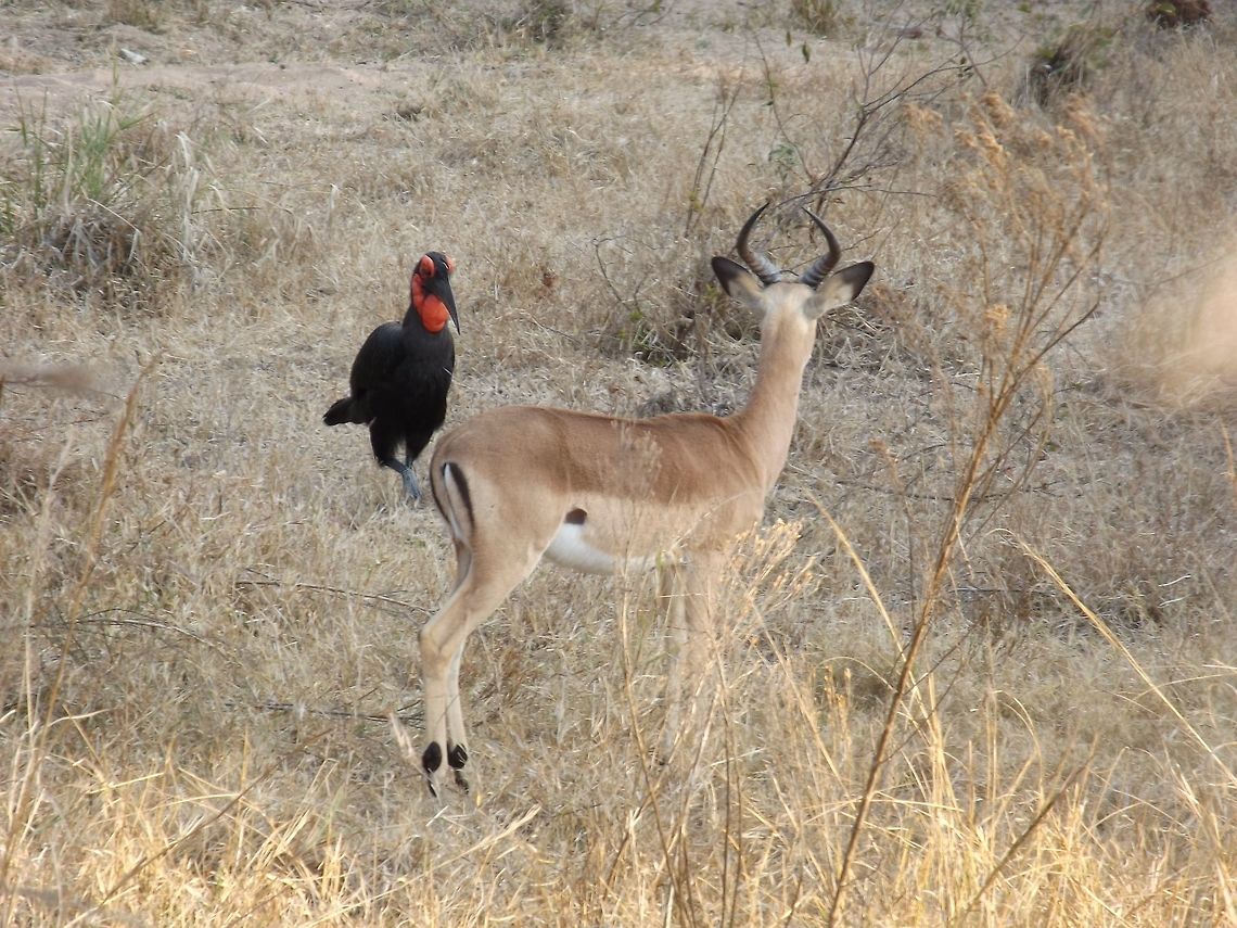 An interesting encounter  Bucorvus leadbeateri,Southern Ground Hornbill