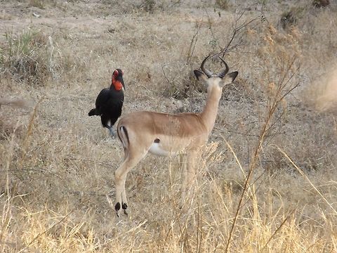An interesting encounter  Bucorvus leadbeateri,Southern Ground Hornbill