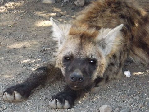 Hyena  Crocuta crocuta,Hyaena hyaena,Spotted Hyena,Striped hyenas