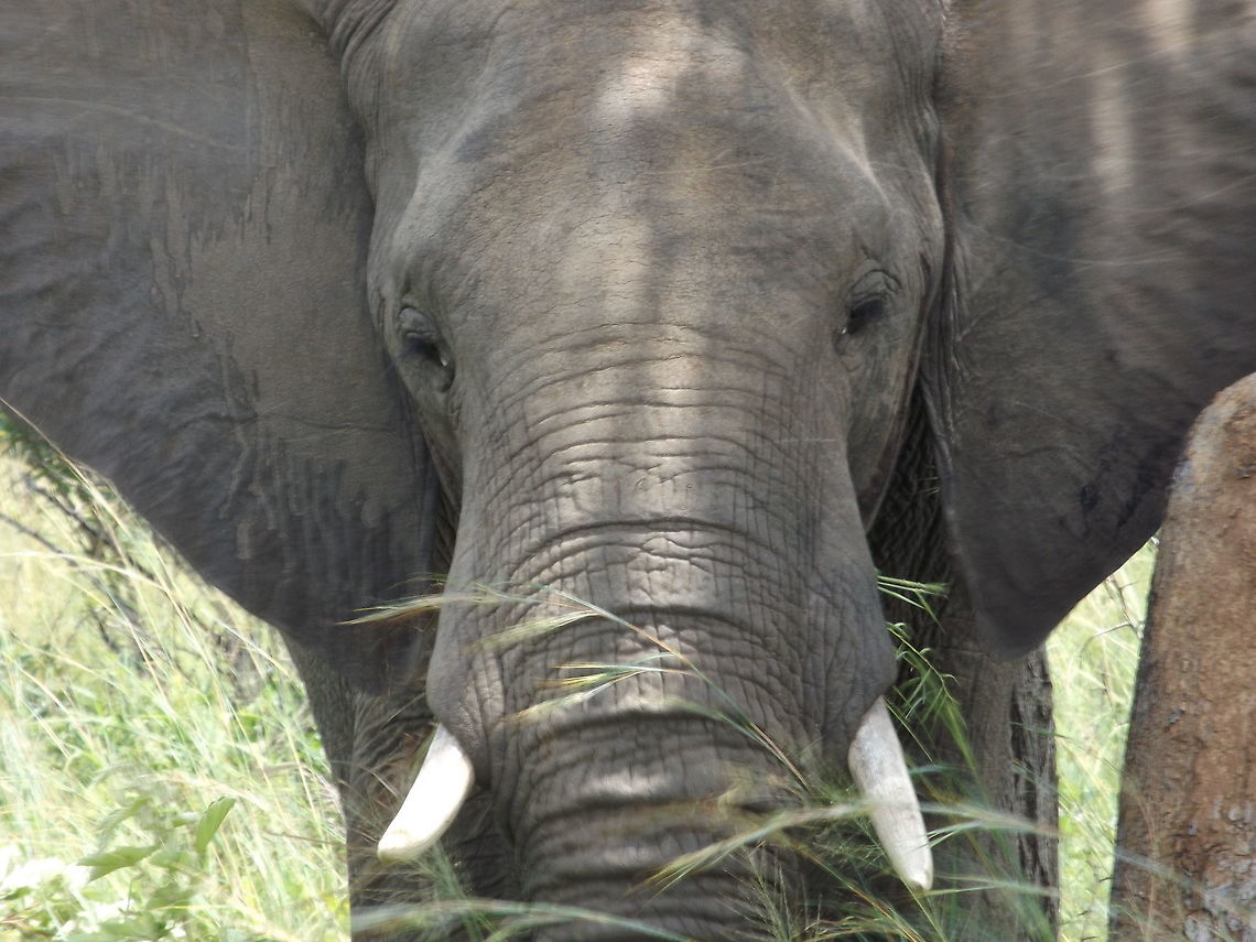 Elephant Taken at the Kruger park. African bush elephant,Geotagged,Loxodonta africana,South Africa,Summer