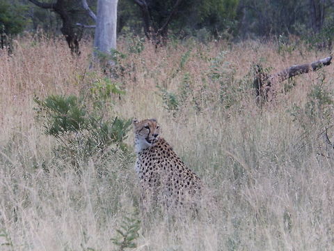 Cheetah  Acinonyx jubatus,Cheetah