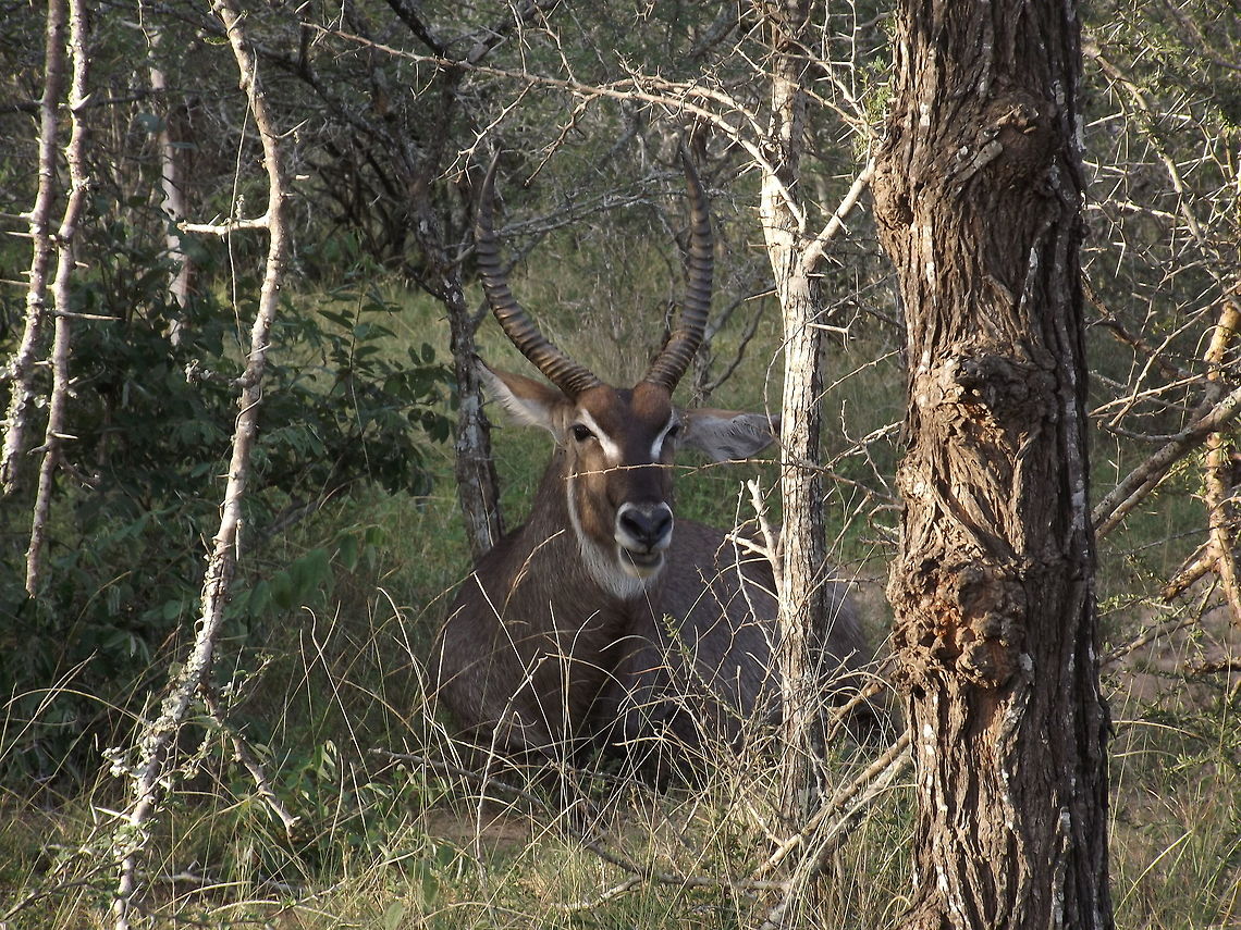 Waterbuck Peacefully posing Kobus ellipsiprymnus,Waterbuck