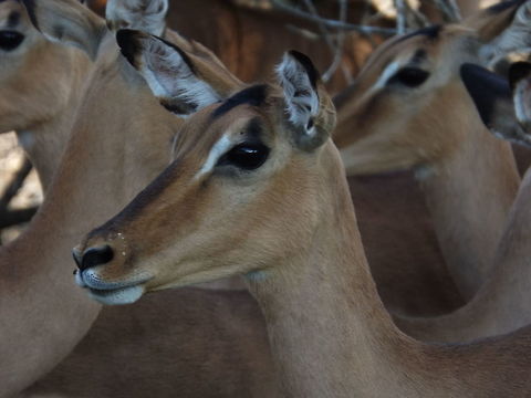 Impala  Aepyceros melampus,Impala