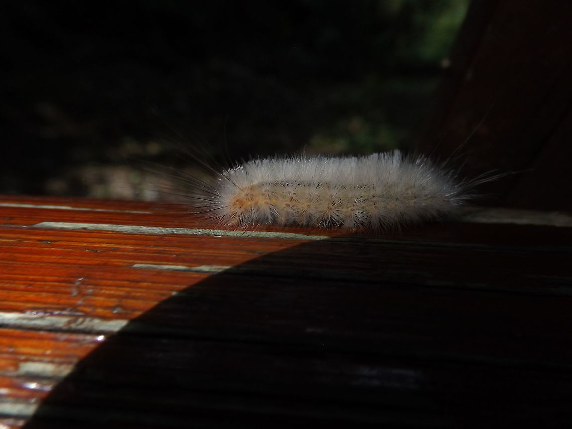 DSCF3357