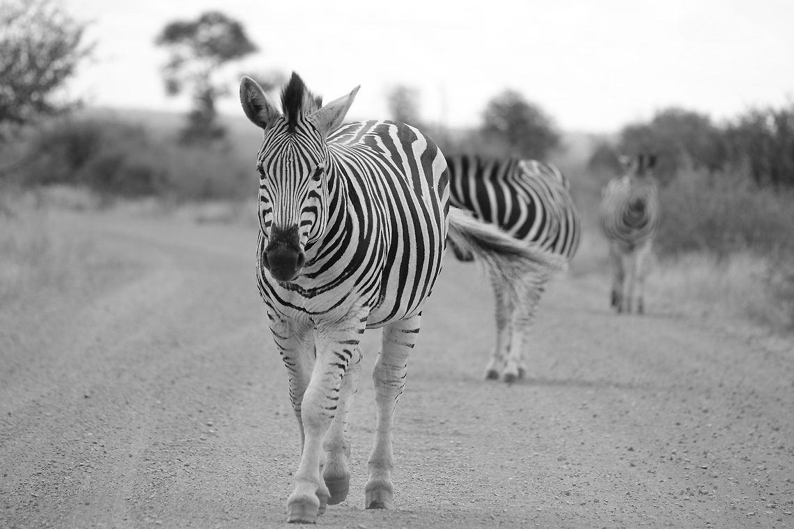 Together we walk  Equus quagga,Plains zebra
