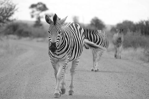 Together we walk  Equus quagga,Plains zebra
