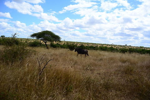 Wildebeast Taking a lone walk