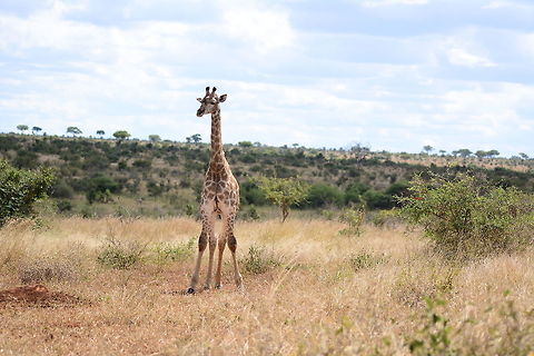 Giraffe