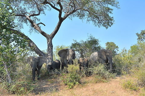 Elephants  African bush elephant,Loxodonta africana