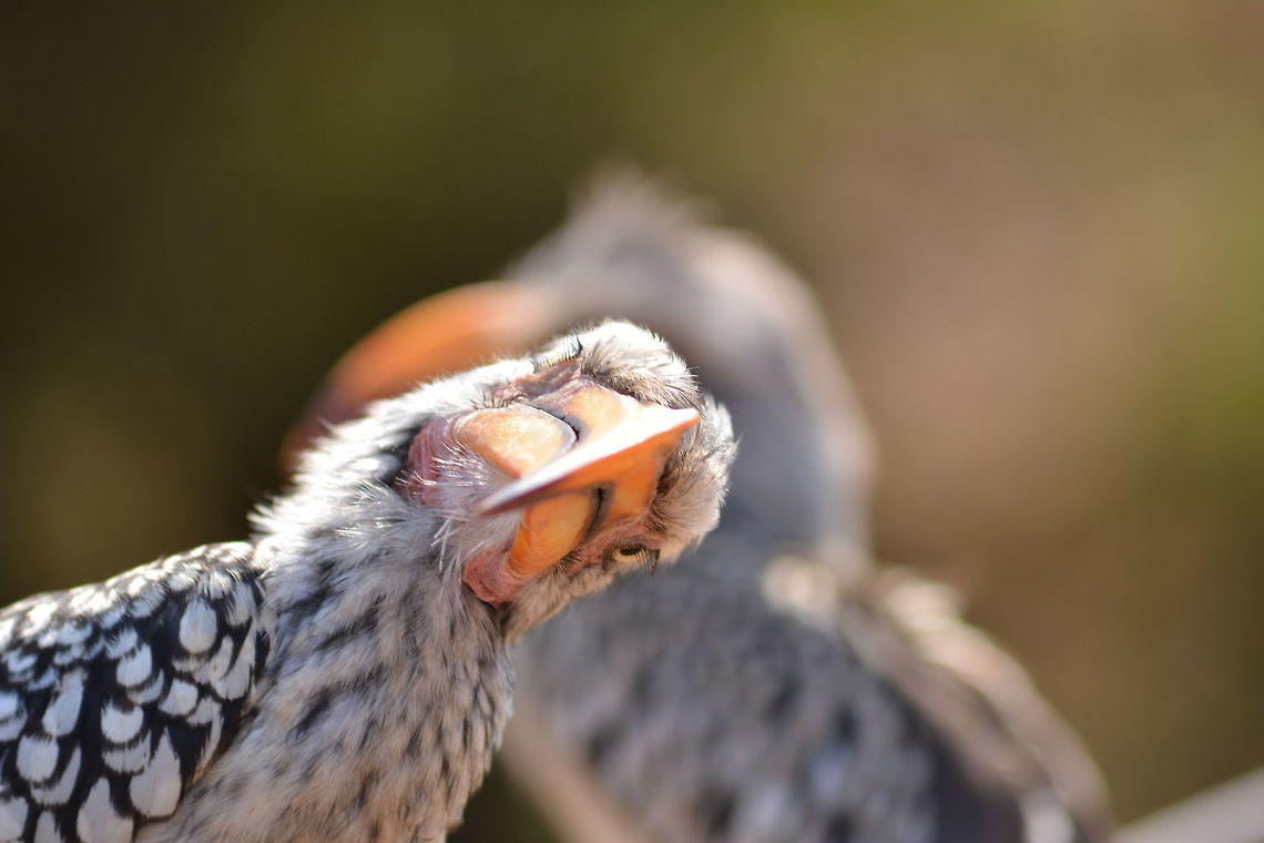 Hello? Sitting on a bench at a look out these birds got extremely close allowing me to get high quality close up pictures. This one turns it's head as my camera's auto focus motor turns. Southern Yellow-billed Hornbill,Tockus leucomelas