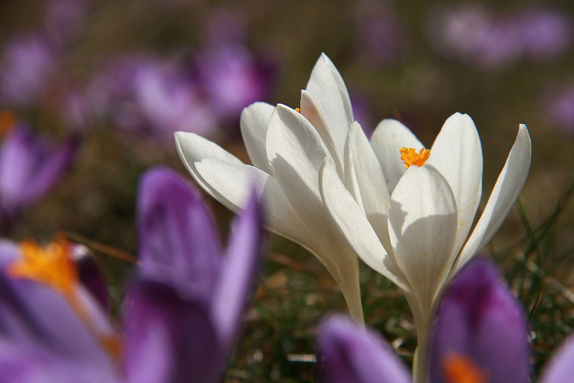 Crocus scepusiensis Crocus scepusiensis (Rehm. et Woł.) Borb&aacute;s from Polish Tatra Mountains. Is protected species sometimes considered to be Crocus vernus. It blooms in early spring when the mountains are covered by snow.   Crocus vernus,Geotagged,Plants,Poland,Spring,Spring Crocus