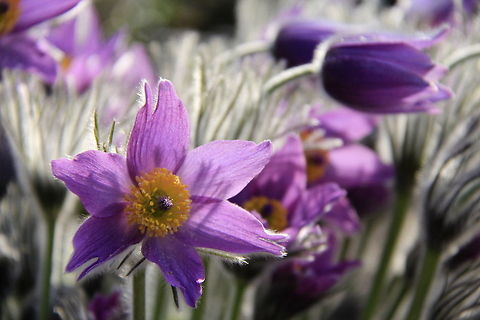Pulsatilla slavica Pulsatilla vulgaris Miller ssp. slavica Lamarck. In Poland it grows only in one place - Wielkich Koryciskach. For the first time blooms in 3 year of life. Is pollinated by insects. Flowering period begins in April and lasts until May. Geotagged,Pasque flower,Plants,Poland,Pulsatilla vulgaris,Spring,pulsatilla
