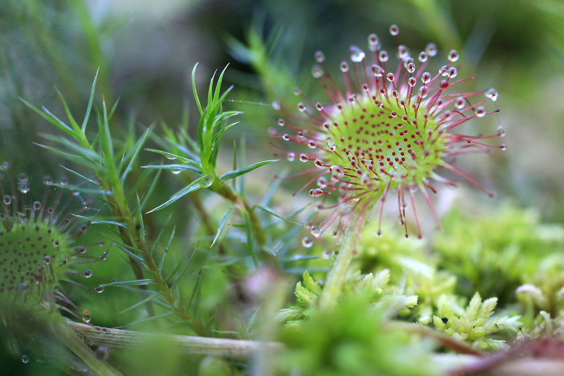 Drosera rotundifolia In Poland it is quite common on the moors. Customarily sometimes called solar dew. It is perennial hemikryptofit. It blooms from July to August. Habitat: bog, swamp forests, wet heath and the edges of dystrophic lakes Drosera rotundifolia,Geotagged,Plants,Poland,Summer