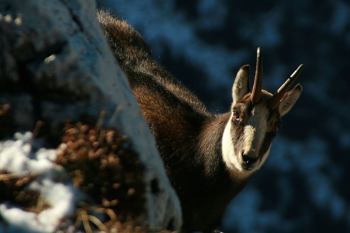 Rupicapra rupicapra tatrica Is the most northerly population of chamois. In 2014, during the autumn of shares counting  naturalists counted a record number of these animals - 1389.   Geotagged,Mammals,Poland,Rupicapra rupicapra tatrica,Tatra chamois
